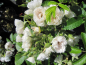 Preview: Wildrose White Grootendorst 2