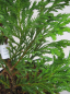 Preview: Xanthocyparis vietnamensis Cupressus 3