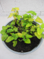 Preview: Melissa officinalis Aurea 2