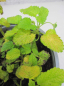 Preview: Melissa officinalis Aurea 1