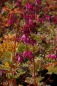 Preview: Zwergige Herzblume Luxuriant 1