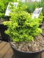 Preview: Chamaecyparis obtusa Golden Nymph2