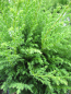 Preview: Chamaecyparis pisifera Gregs Reversion2