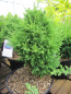 Preview: Chamaecyparis pisifera Gregs Reversion3