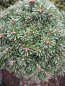 Preview: Abies koreana Blauer Eskimo 3