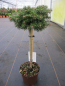 Preview: Abies koreana Kristallkugel 1