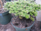 Preview: Abies koreana