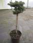 Preview: Abies koreana Silberperle 1