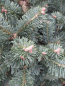 Preview: Zwergtanne lasiocarpa compacta 2