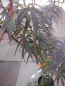 Preview: Acer palmatum Scolopendrifolium atropurpureum 1