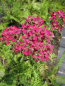 Preview: Achillea millefolium Christel 1