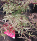 Preview: Ahorn palmatum Beni Komach 3