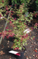 Preview: Ahorn palmatum Beni Maiko 3