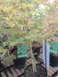 Preview: Ahorn palmatum Emerald Lace 2