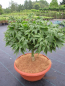 Preview: Ahorn palmatum Jacobsen 1