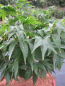 Preview: Ahorn palmatum Jacobsen 2