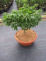 Preview: Ahorn palmatum Jacobsen 3