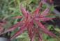 Preview: Ahorn palmatum Jerre Schwartz 1