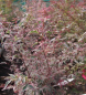 Preview: Ahorn palmatum Marlo 2