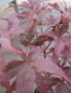 Preview: Ahorn palmatum Peve Ollie 1