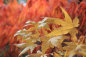 Preview: Ahorn palmatum Phoenix 3