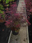 Preview: Ahorn palmatum Shaina 1