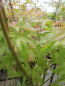 Preview: Ahorn palmatum Wilsons Pink Dwarf 3
