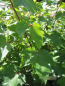 Preview: ahorn rubrum sun valley 1