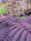 Preview: Albizia julibrissin Summer Chocolate, Seidenakazie oder Schlafbaum, hat besonders filigrane und doppelgefiederte schokoladenbraunen Blättern