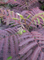 Preview: Albizia julibrissin Summer Chocolate, Seidenakazie oder Schlafbaum, hat rosa- pinke Blüten die ähnlich einer Puderquaste aussehen