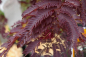 Preview: Die Albizia julibrissin Summer Chocolate mit rotbraunem Laub