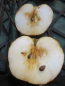 Preview: Malus Kruegers Dickstiel 2