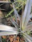 Preview: Astelia nervosa Red Shadow 1