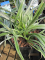 Preview: Astelia nervosa Silver Shadow 1