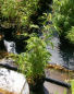 Preview: Gartenbambus Sonnenschein 2