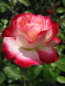 Preview: Beetrose Jubilee du Prince de Monaco 1