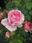 Preview: Kordes-Rosenzucht - Beetrose Rosenfee®