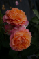 Preview: Beetrose Marie Curie® - Rosa Marie Curie® - apricot-kupfergelb-rosa - Duft++ - hat einen buschigen, kompakten Wuchs. Die Blätter sind dunkelgrün und glänzend.