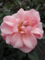 Preview: Beetrose Rosa Randers® apricot-rosa Poulsen-Rosen 2002