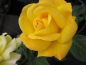 Preview: Beetrose_Rosa_Arthur_Bell®_kräftig_gelb_Duft++_remontierend