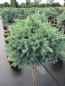Preview: Juniperus squamata Blue Star