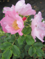 Preview: Die besonders winterharte Bodendeckerrose Dagmar Halstrup® - Rosa rugosa Dagmar Halstrup® - hellrosa - Apfelrose - Wildrose steht bevorzugt an hellen Standorten. Der Wuchs ist buschig, aufrecht und winterhart.
