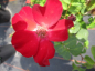 Preview: Bodendeckerrose Rote Max Graf® - Rosa Rote Max Graf® - rot - Kordes-Rose - blüht mit leuchtenden, roten Blüten, die eine weißliche Mitte aufweisen. Die Blüten bilden sich erst am zweijährigen Holz.