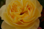 Preview: Bodendeckerrose Sonnenschirm® - Rosa Sonnenschirm® - zitronengelb - Duft+ - Tantau-Rose - blüht mit gefüllten, zitronengelben Blüten, die einen leichten Duft verbreiten.