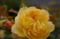 Preview: Bodendeckerrose Sonnenschirm® - Rosa Sonnenschirm® - zitronengelb - Duft+ - Tantau-Rose - ist eine öfter- und reichblühende Sorte.
