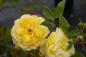 Preview: Bodendeckerrose Sonnenschirm® - Rosa Sonnenschirm® - zitronengelb - Duft+ - Tantau-Rose - benötigt einen halbschattigen oder sonnigen Standort.