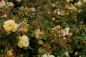 Preview: Bodendeckerrose Sonnenschirm® - Rosa Sonnenschirm® - zitronengelb - Duft+ - Tantau-Rose - wächst buschig, gut verzweigt und breit.
