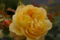 Preview: Bodendeckerrose Sonnenschirm® - Rosa Sonnenschirm® - zitronengelb - Duft+ - Tantau-Rose  - ist vielseitig verwendbar, z. B. als Bodendecker, für Pflanzgefäße oder als Beetbepflanzung.