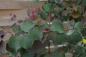 Preview: Cercidiphyllum japonicum Rotfuchs 3