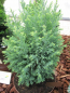 Preview: Chamaecyparis lawsoniana Snow White3